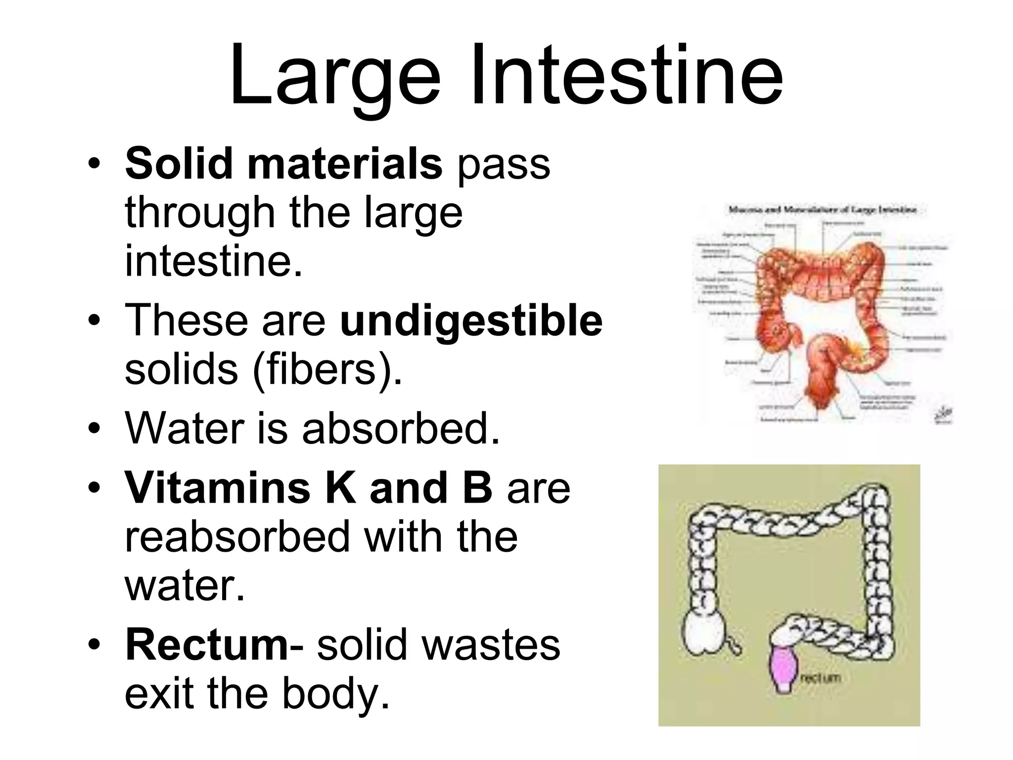 Large Intestine
• Solid materials pass
  through the large
  intestine.
• These are undigestible
  solids (fibers).
• Water is absorbed.
• Vitamins K and B are
  reabsorbed with the
  water.
• Rectum- solid wastes
  exit the body.
 