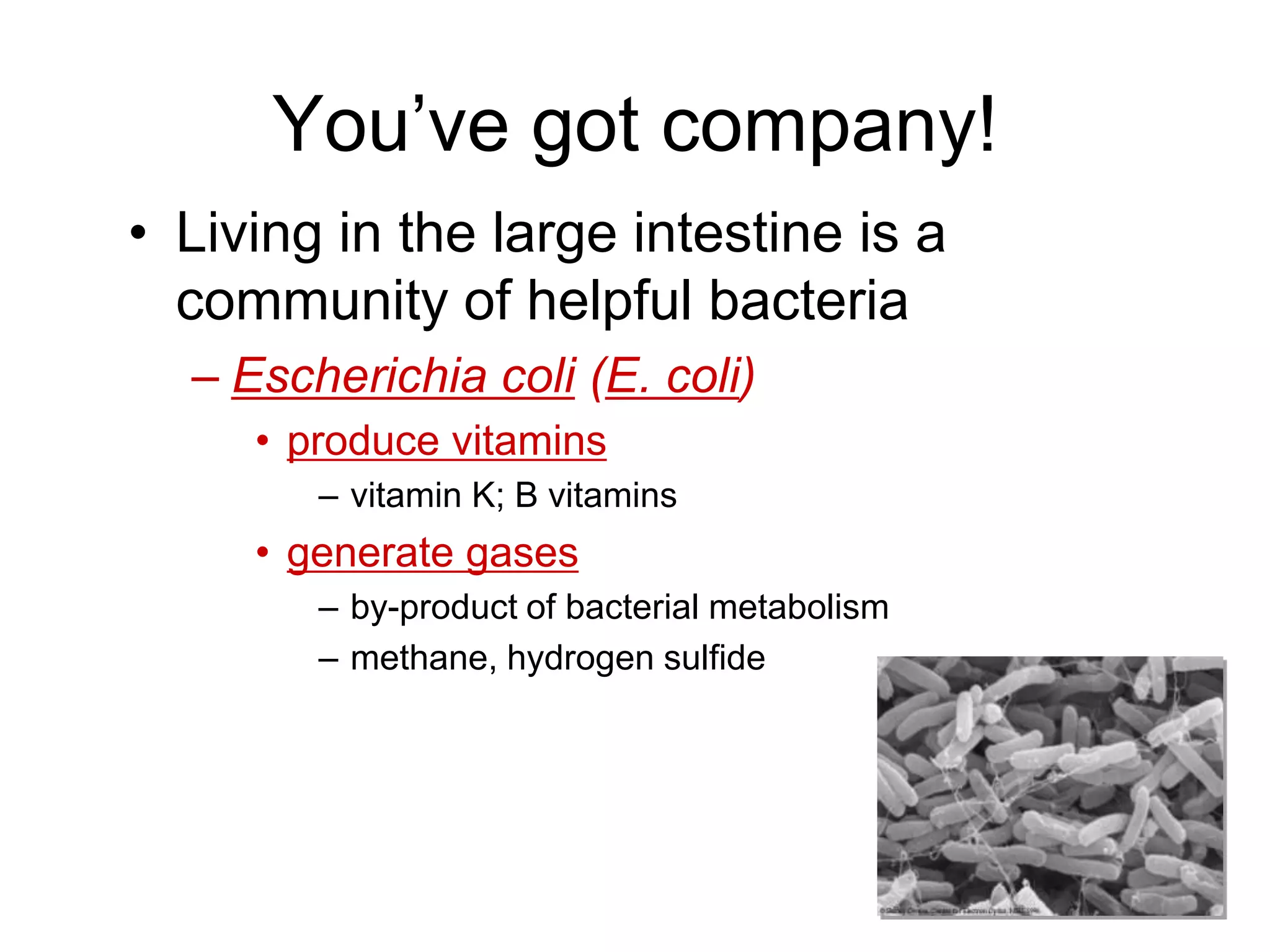 You’ve got company!
• Living in the large intestine is a
  community of helpful bacteria
  – Escherichia coli (E. coli)
     • produce vitamins
        – vitamin K; B vitamins
     • generate gases
        – by-product of bacterial metabolism
        – methane, hydrogen sulfide
 