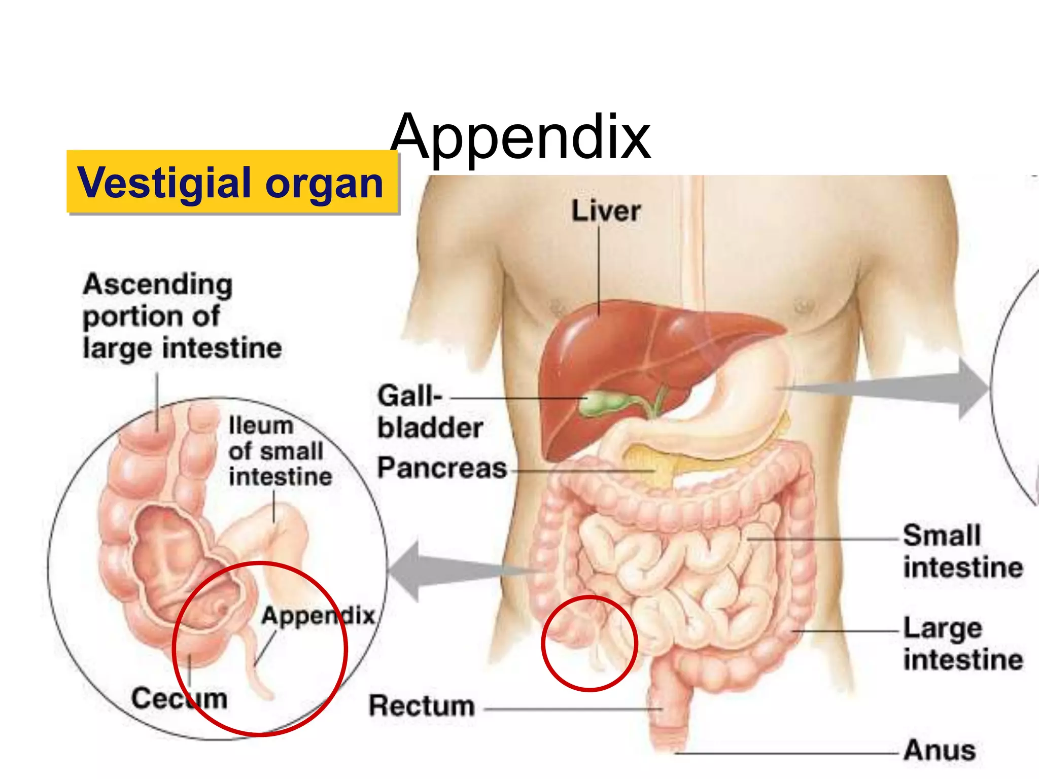 Appendix
Vestigial organ
 