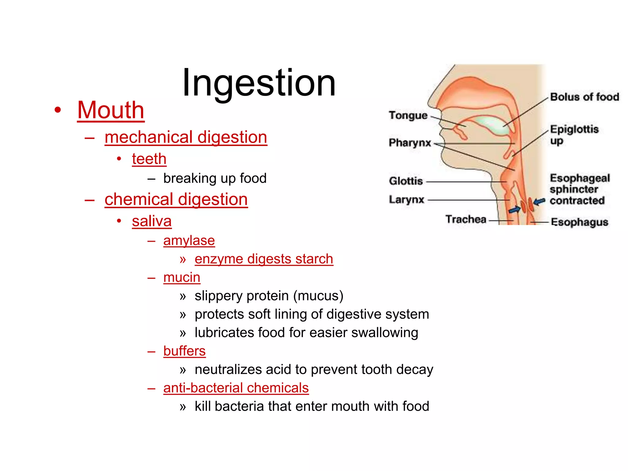 Ingestion
• Mouth
  – mechanical digestion
     • teeth
          – breaking up food
  – chemical digestion
     • saliva
          – amylase
              » enzyme digests starch
          – mucin
              » slippery protein (mucus)
              » protects soft lining of digestive system
              » lubricates food for easier swallowing
          – buffers
              » neutralizes acid to prevent tooth decay
          – anti-bacterial chemicals
              » kill bacteria that enter mouth with food
 