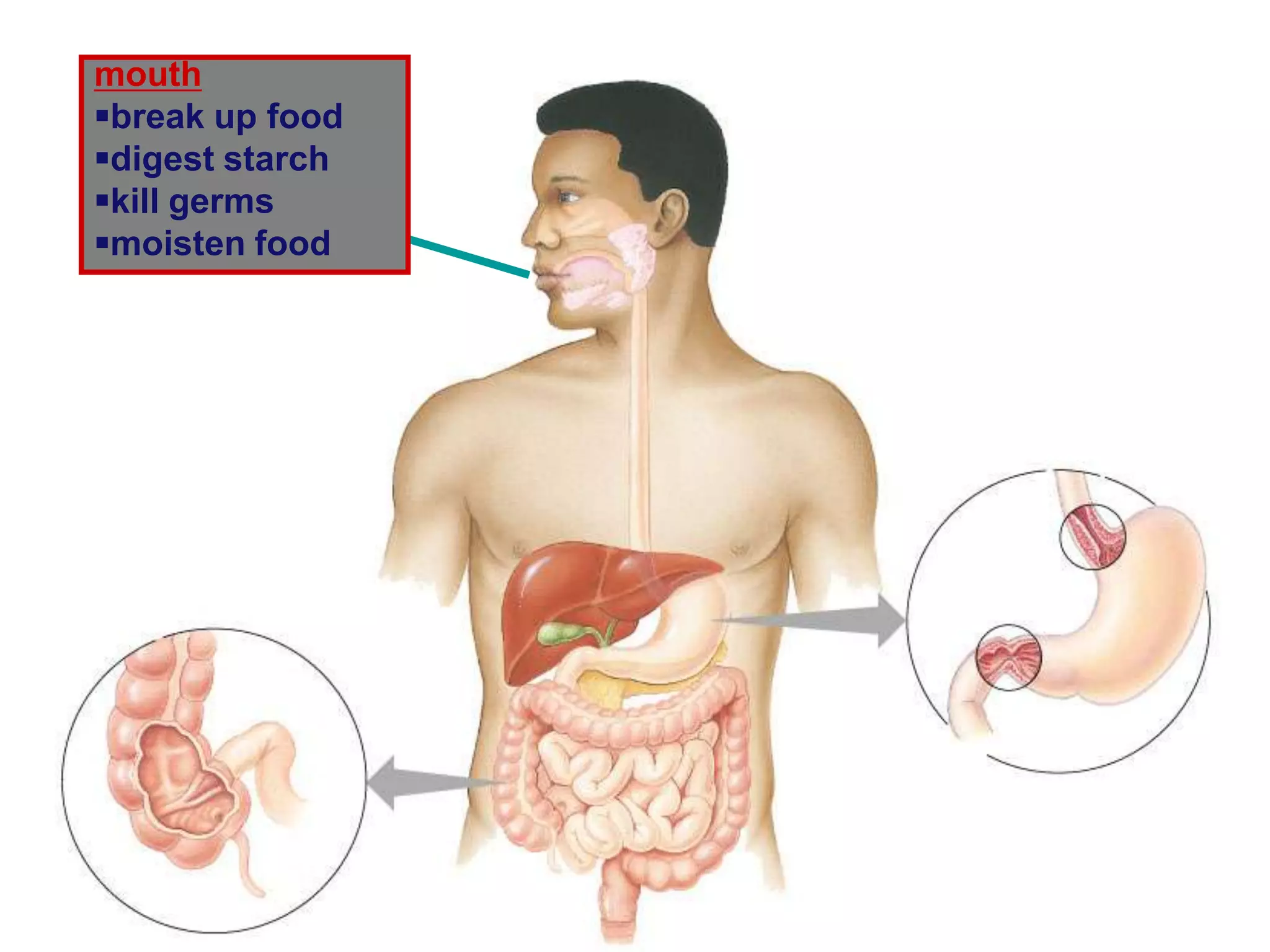 mouth
break up food
digest starch
kill germs
moisten food
 