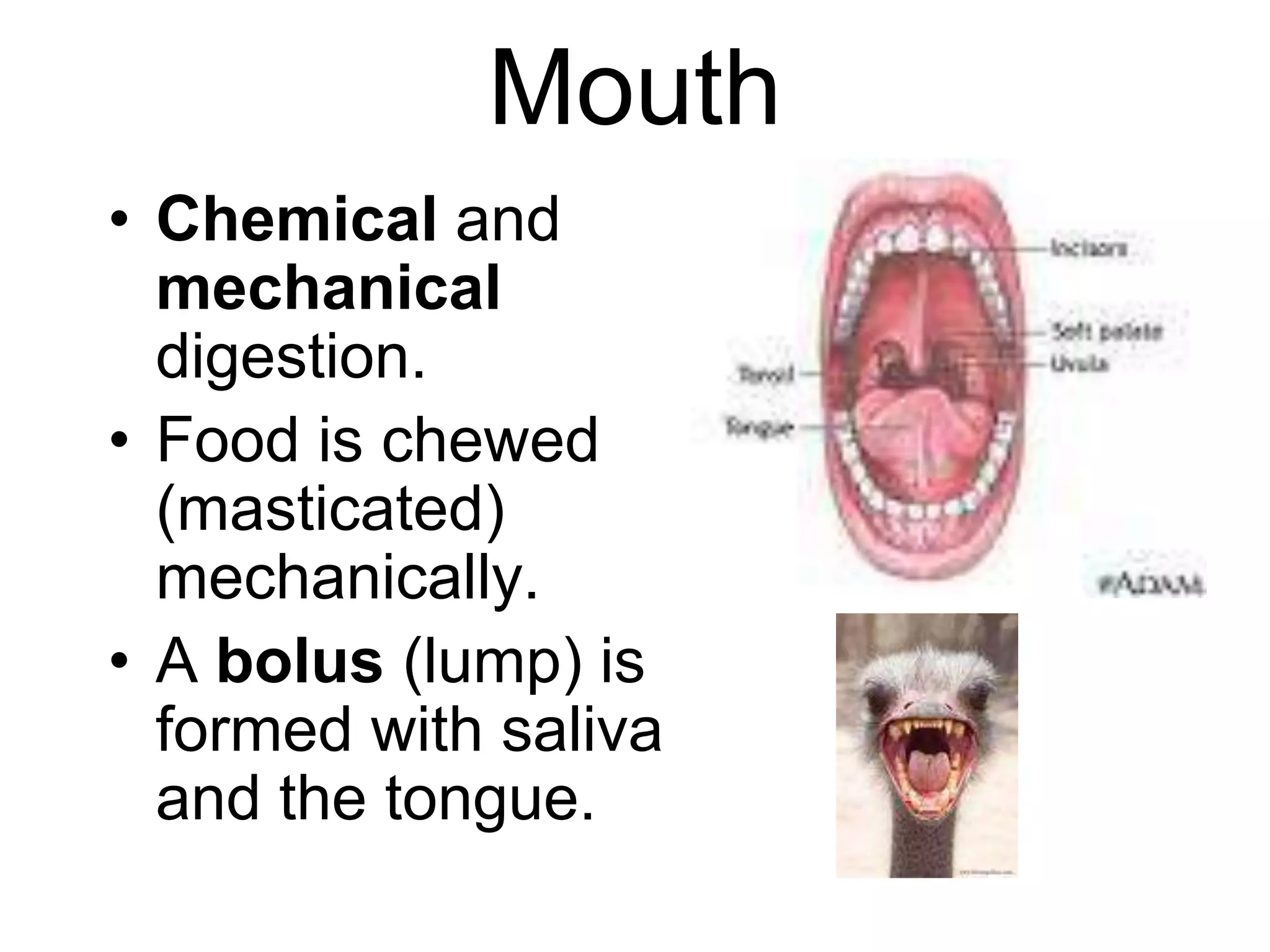 Mouth
• Chemical and
  mechanical
  digestion.
• Food is chewed
  (masticated)
  mechanically.
• A bolus (lump) is
  formed with saliva
  and the tongue.
 