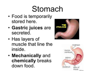 Stomach
• Food is temporarily
stored here.
• Gastric juices are
secreted.
• Has layers of
muscle that line the
inside.
• Mechanically and
chemically breaks
down food.
 