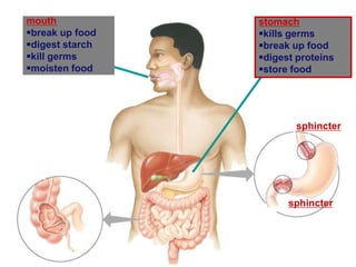 stomach
kills germs
break up food
digest proteins
store food
sphincter
sphincter
mouth
break up food
digest starch
kill germs
moisten food
 
