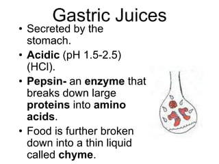 Gastric Juices
• Secreted by the
stomach.
• Acidic (pH 1.5-2.5)
(HCl).
• Pepsin- an enzyme that
breaks down large
proteins into amino
acids.
• Food is further broken
down into a thin liquid
called chyme.
 