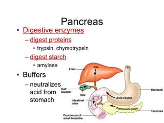 Pancreas
• Digestive enzymes
– digest proteins
• trypsin, chymotrypsin
– digest starch
• amylase
• Buffers
– neutralizes
acid from
stomach
 