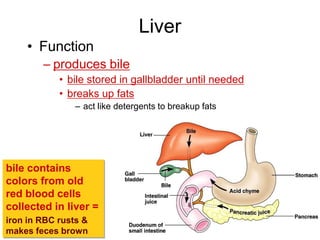 Liver
• Function
– produces bile
• bile stored in gallbladder until needed
• breaks up fats
– act like detergents to breakup fats
bile contains
colors from old
red blood cells
collected in liver =
iron in RBC rusts &
makes feces brown
 