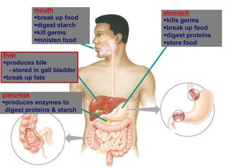 pancreas
produces enzymes to
digest proteins & starch
stomach
kills germs
break up food
digest proteins
store food
mouth
break up food
digest starch
kill germs
moisten food
liver
produces bile
- stored in gall bladder
break up fats
 