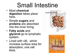 Small Intestine
• Most chemical
digestion takes place
here.
• Simple sugars and
proteins are absorbed
into the inner lining.
• Fatty acids and
glycerol go to lymphatic
system.
• Lined with villi, which
increase surface area for
absorption, one cell
thick.
 