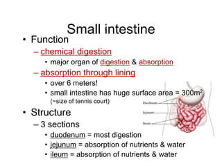 Small intestine
• Function
– chemical digestion
• major organ of digestion & absorption
– absorption through lining
• over 6 meters!
• small intestine has huge surface area = 300m2
(~size of tennis court)
• Structure
– 3 sections
• duodenum = most digestion
• jejunum = absorption of nutrients & water
• ileum = absorption of nutrients & water
 