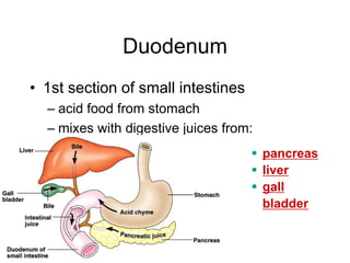 Duodenum
• 1st section of small intestines
– acid food from stomach
– mixes with digestive juices from:
 pancreas
 liver
 gall
bladder
 