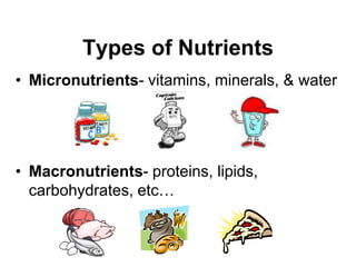 Types of Nutrients
• Micronutrients- vitamins, minerals, & water
• Macronutrients- proteins, lipids,
carbohydrates, etc…
 