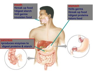 stomach
kills germs
break up food
digest proteins
store food
mouth
break up food
digest starch
kill germs
moisten food
pancreas
produces enzymes to
digest proteins & starch
 