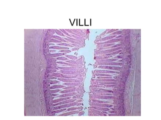 VILLI
 
