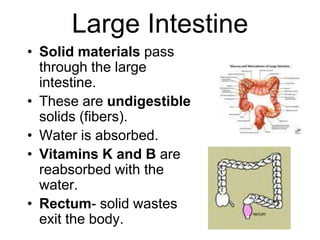 Large Intestine
• Solid materials pass
through the large
intestine.
• These are undigestible
solids (fibers).
• Water is absorbed.
• Vitamins K and B are
reabsorbed with the
water.
• Rectum- solid wastes
exit the body.
 
