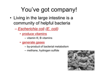 You’ve got company!
• Living in the large intestine is a
community of helpful bacteria
– Escherichia coli (E. coli)
• produce vitamins
– vitamin K; B vitamins
• generate gases
– by-product of bacterial metabolism
– methane, hydrogen sulfide
 