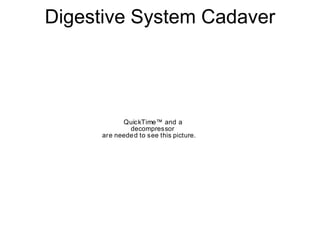 Digestive System Cadaver
QuickTime™ and a
decompressor
are needed to see this picture.
 