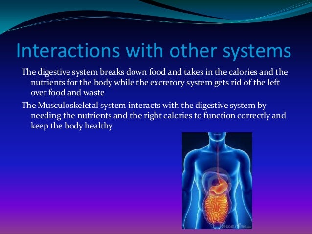 The digestive system SSAS