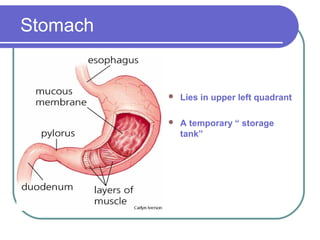 Stomach 
 Lies in upper left quadrant 
 A temporary “ storage 
tank” 
 