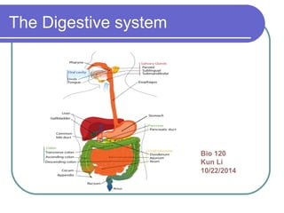 The Digestive system 
Bio 120 
Kun Li 
10/22/2014 
 