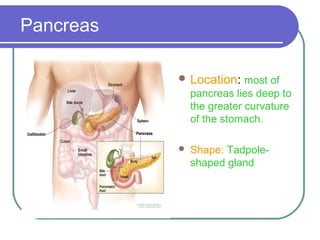 Pancreas 
Location: most of 
pancreas lies deep to 
the greater curvature 
of the stomach. 
 Shape: Tadpole-shaped 
gland 
 