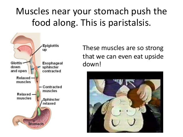 The digestive system