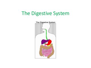 The Digestive System 
 