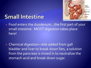  Food enters the duodenum…the first part of your
small intestine. MOST digestion takes place
here!
 Chemical digestion—bile added from gall
bladder and liver to break down fats, a solution
from the pancreas is mixed in to neutralize the
stomach acid and break down sugar.
 