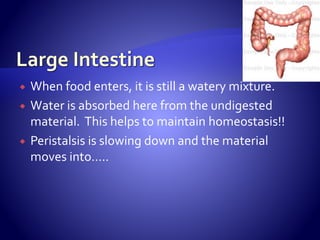  When food enters, it is still a watery mixture.
 Water is absorbed here from the undigested
material. This helps to maintain homeostasis!!
 Peristalsis is slowing down and the material
moves into…..
 