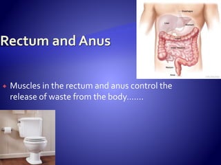  Muscles in the rectum and anus control the
release of waste from the body…….
 
