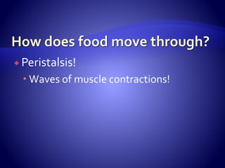  Peristalsis!
 Waves of muscle contractions!
 