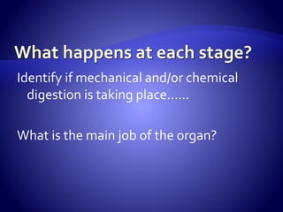 Identify if mechanical and/or chemical
digestion is taking place……
What is the main job of the organ?
 
