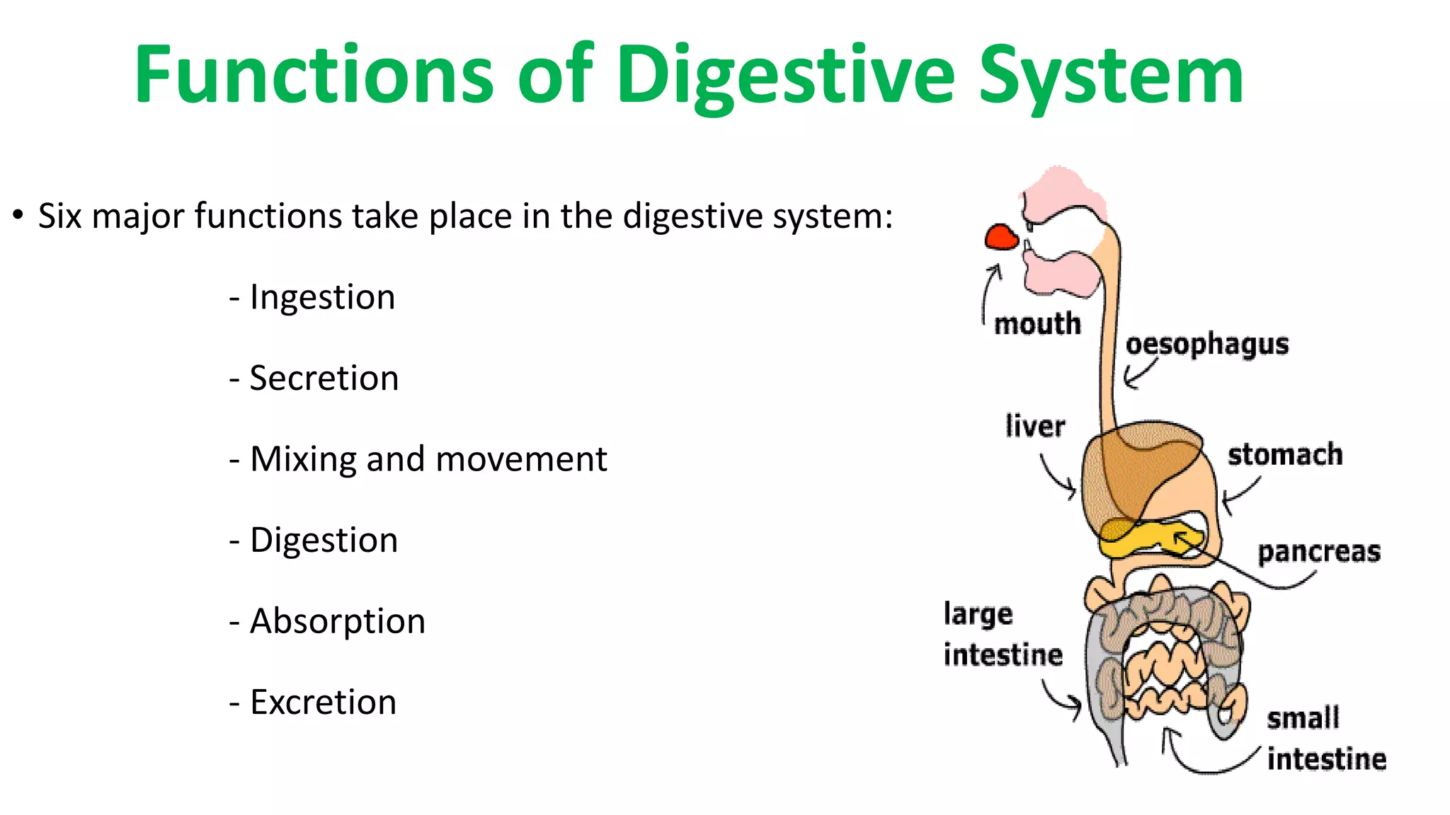 • Six major functions take place in the digestive system:
- Ingestion
- Secretion
- Mixing and movement
- Digestion
- Absorption
- Excretion
Functions of Digestive System
3
 