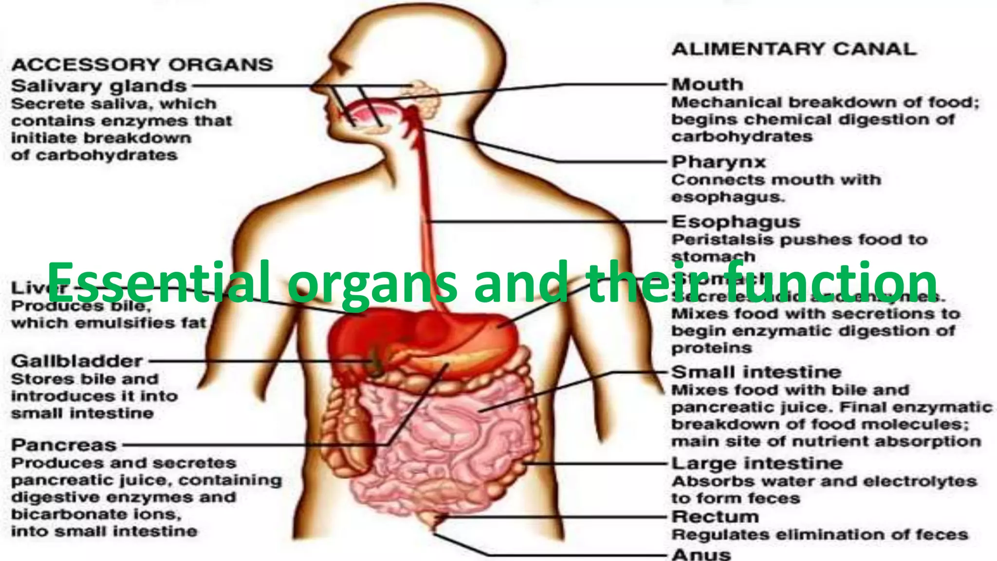 4
Essential organs and their function
 