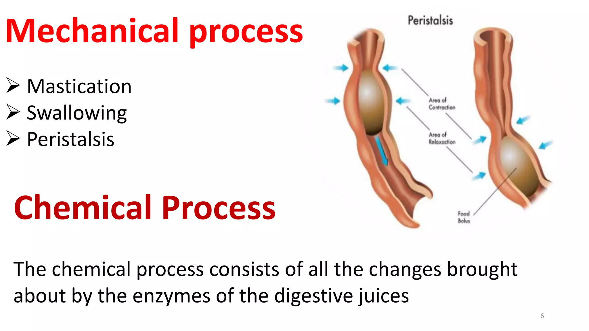 6
Mechanical process
 Mastication
 Swallowing
 Peristalsis
Chemical Process
The chemical process consists of all the changes brought
about by the enzymes of the digestive juices
 
