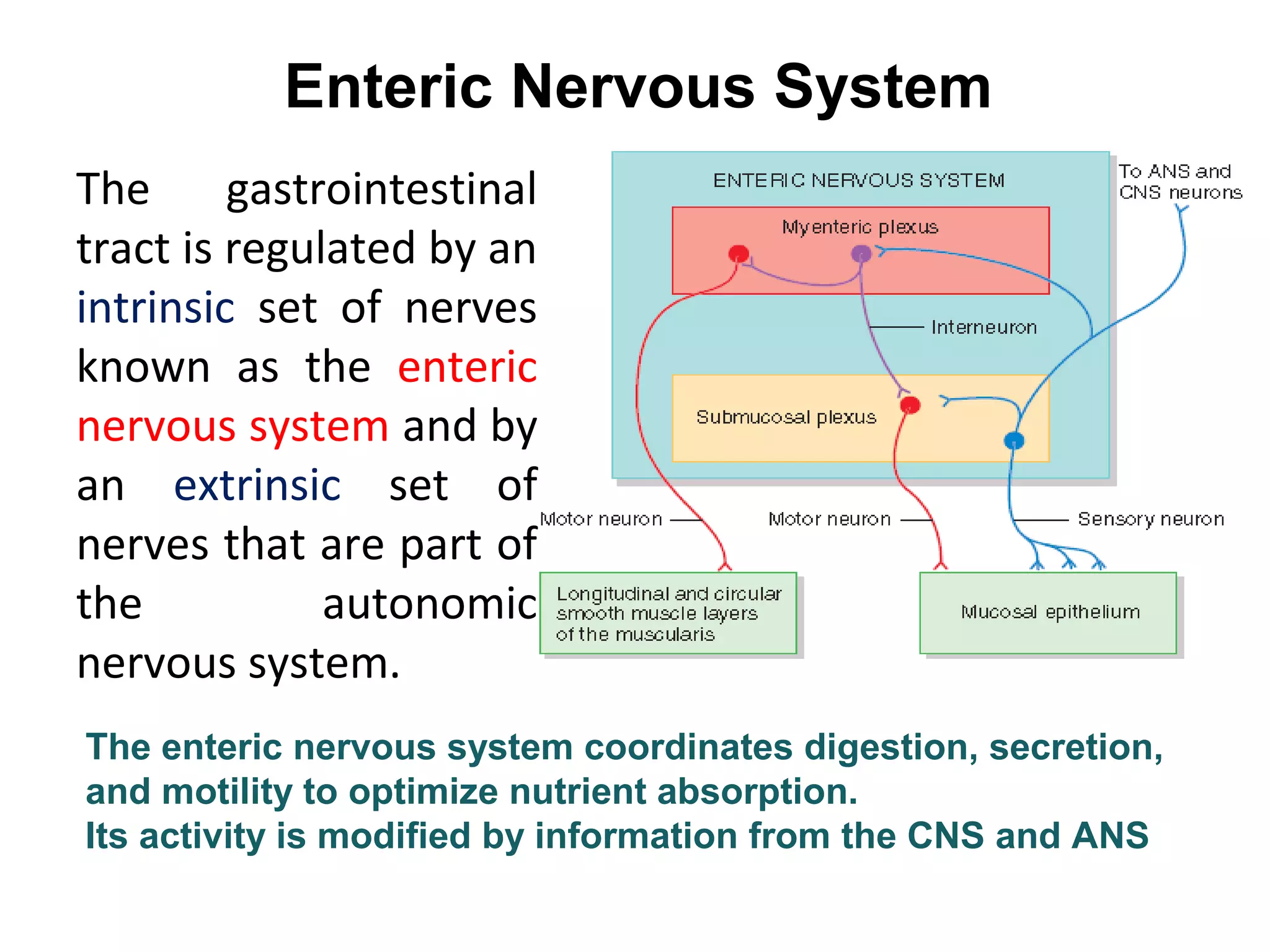 The enteric nervous system coordinates digestion, secretion,
and motility to optimize nutrient absorption.
Its activity is modified by information from the CNS and ANS
Enteric Nervous System
The gastrointestinal
tract is regulated by an
intrinsic set of nerves
known as the enteric
nervous system and by
an extrinsic set of
nerves that are part of
the autonomic
nervous system.
 