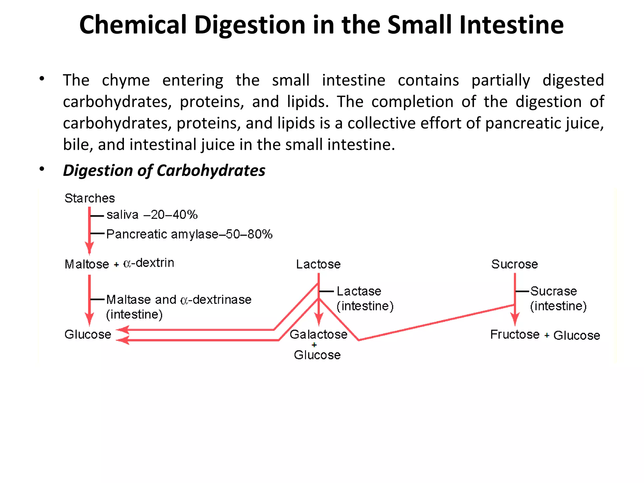 Chemical Digestion in the Small Intestine
• The chyme entering the small intestine contains partially digested
carbohydrates, proteins, and lipids. The completion of the digestion of
carbohydrates, proteins, and lipids is a collective effort of pancreatic juice,
bile, and intestinal juice in the small intestine.
• Digestion of Carbohydrates
 