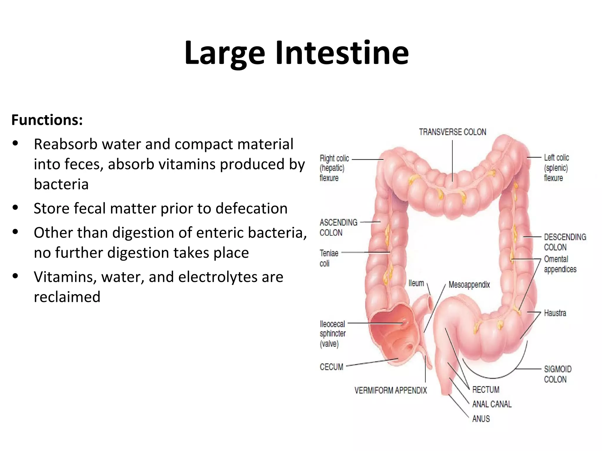 Large Intestine
Functions:
• Reabsorb water and compact material
into feces, absorb vitamins produced by
bacteria
• Store fecal matter prior to defecation
• Other than digestion of enteric bacteria,
no further digestion takes place
• Vitamins, water, and electrolytes are
reclaimed
 