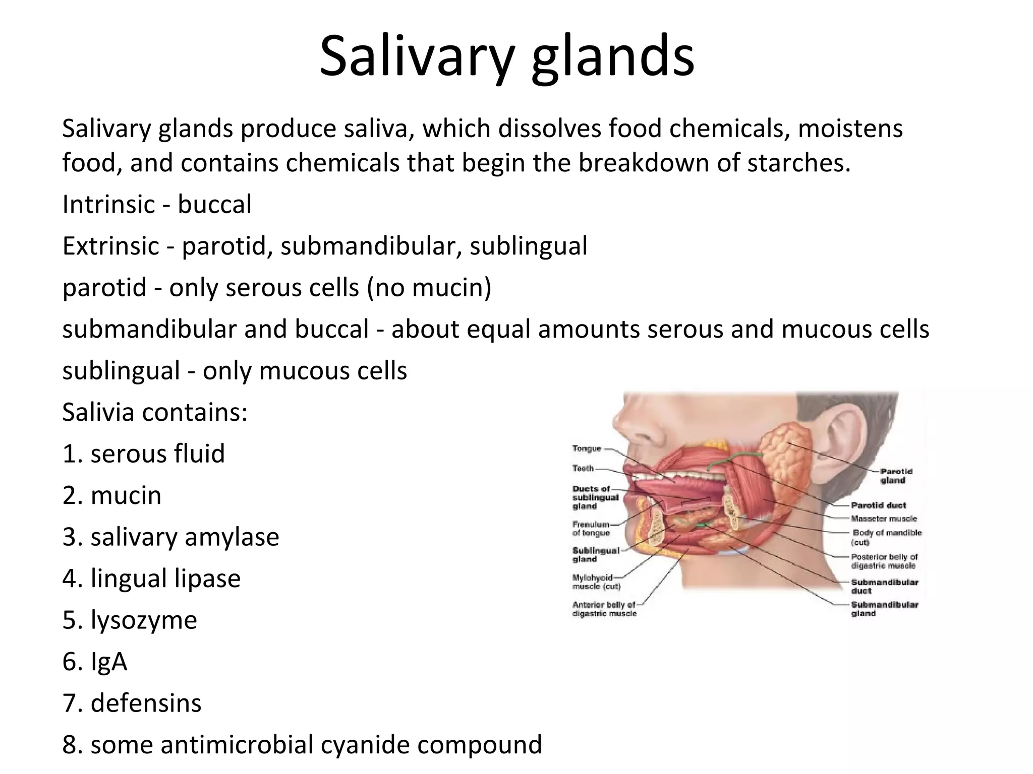 Salivary glands
Salivary glands produce saliva, which dissolves food chemicals, moistens
food, and contains chemicals that begin the breakdown of starches.
Intrinsic - buccal
Extrinsic - parotid, submandibular, sublingual
parotid - only serous cells (no mucin)
submandibular and buccal - about equal amounts serous and mucous cells
sublingual - only mucous cells
Salivia contains:
1. serous fluid
2. mucin
3. salivary amylase
4. lingual lipase
5. lysozyme
6. IgA
7. defensins
8. some antimicrobial cyanide compound
 