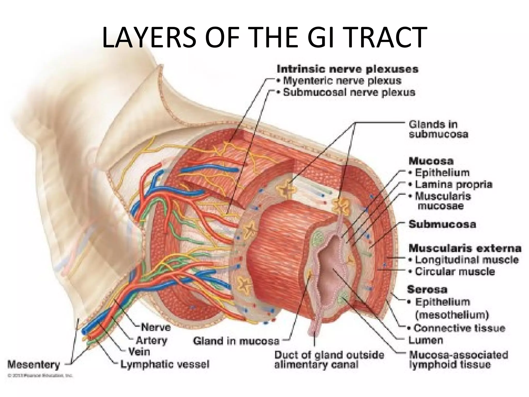 LAYERS OF THE GI TRACT
 