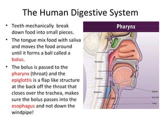 The Human Digestive System
• Teeth mechanically break
down food into small pieces.
• The tongue mix food with saliva
and moves the food around
until it forms a ball called a
bolus.
• The bolus is passed to the
pharynx (throat) and the
epiglottis is a flap like structure
at the back off the throat that
closes over the trachea, makes
sure the bolus passes into the
esophagus and not down the
windpipe!
 