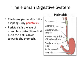 The Human Digestive System
• The bolus passes down the
esophagus by peristalsis.
• Peristalsis is a wave of
muscular contractions that
push the bolus down
towards the stomach.
 