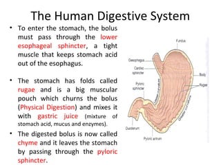 The Human Digestive System
• To enter the stomach, the bolus
must pass through the lower
esophageal sphincter, a tight
muscle that keeps stomach acid
out of the esophagus.
• The stomach has folds called
rugae and is a big muscular
pouch which churns the bolus
(Physical Digestion) and mixes it
with gastric juice (mixture of
stomach acid, mucus and enzymes).
• The digested bolus is now called
chyme and it leaves the stomach
by passing through the pyloric
sphincter.
 