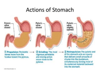 Actions of Stomach
 
