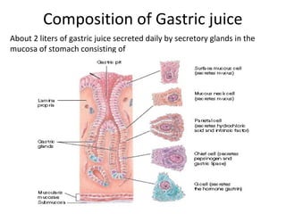 Composition of Gastric juice
About 2 liters of gastric juice secreted daily by secretory glands in the
mucosa of stomach consisting of
 