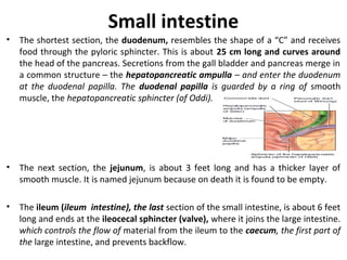 Small intestine
• The shortest section, the duodenum, resembles the shape of a “C” and receives
food through the pyloric sphincter. This is about 25 cm long and curves around
the head of the pancreas. Secretions from the gall bladder and pancreas merge in
a common structure – the hepatopancreatic ampulla – and enter the duodenum
at the duodenal papilla. The duodenal papilla is guarded by a ring of smooth
muscle, the hepatopancreatic sphincter (of Oddi).
• The next section, the jejunum, is about 3 feet long and has a thicker layer of
smooth muscle. It is named jejunum because on death it is found to be empty.
• The ileum (ileum intestine), the last section of the small intestine, is about 6 feet
long and ends at the ileocecal sphincter (valve), where it joins the large intestine.
which controls the flow of material from the ileum to the caecum, the first part of
the large intestine, and prevents backflow.
 