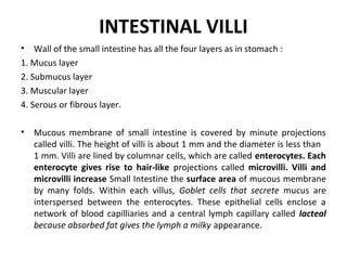 INTESTINAL VILLI
• Wall of the small intestine has all the four layers as in stomach :
1. Mucus layer
2. Submucus layer
3. Muscular layer
4. Serous or fibrous layer.
• Mucous membrane of small intestine is covered by minute projections
called villi. The height of villi is about 1 mm and the diameter is less than
1 mm. Villi are lined by columnar cells, which are called enterocytes. Each
enterocyte gives rise to hair-like projections called microvilli. Villi and
microvilli increase Small Intestine the surface area of mucous membrane
by many folds. Within each villus, Goblet cells that secrete mucus are
interspersed between the enterocytes. These epithelial cells enclose a
network of blood capilliaries and a central lymph capillary called lacteal
because absorbed fat gives the lymph a milky appearance.
 