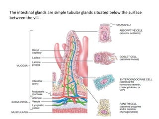 The intestinal glands are simple tubular glands situated below the surface
between the villi.
 