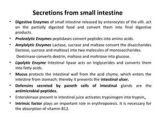 Secretions from small intestine
• Digestive Enzymes of small intestine released by enterocytes of the villi. act
on the partially digested food and convert them into final digestive
products.
• Proteolytic Enzymes peptidases convert peptides into amino acids.
• Amylolytic Enzymes Lactase, sucrase and maltase convert the disaccharides
(lactose, sucrose and maltose) into two molecules of monosaccharides.
Dextrinase converts dextrin, maltose and maltriose into glucose.
• Lipolytic Enzyme Intestinal lipase acts on triglycerides and converts them
into fatty acids.
• Mucus protects the intestinal wall from the acid chyme, which enters the
intestine from stomach; thereby it prevents the intestinal ulcer.
• Defensins secreted by paneth cells of intestinal glands are the
antimicrobial peptides.
• Enterokinase present in intestinal juice activates trypsinogen into trypsin„
• Intrinsic factor plays an important role in erythropoiesis. It is necessary for
the absorption of vitamin B12.
 
