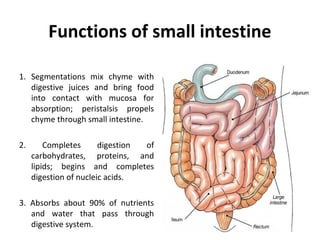 Functions of small intestine
1. Segmentations mix chyme with
digestive juices and bring food
into contact with mucosa for
absorption; peristalsis propels
chyme through small intestine.
2. Completes digestion of
carbohydrates, proteins, and
lipids; begins and completes
digestion of nucleic acids.
3. Absorbs about 90% of nutrients
and water that pass through
digestive system.
 